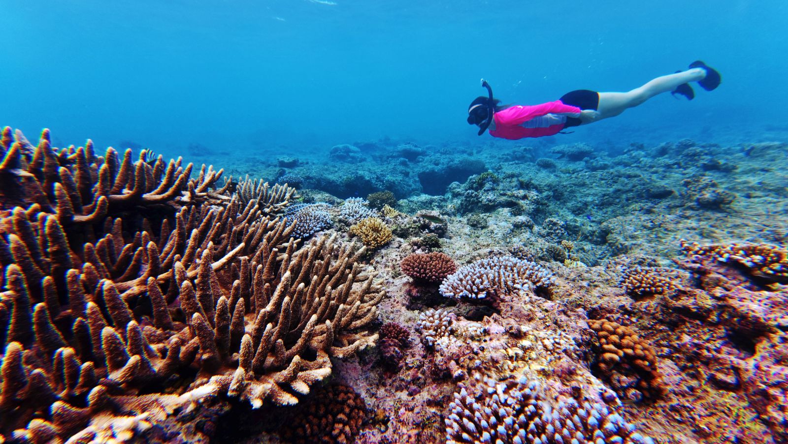 Trip Carver donation recipient for wallis-and-futuna